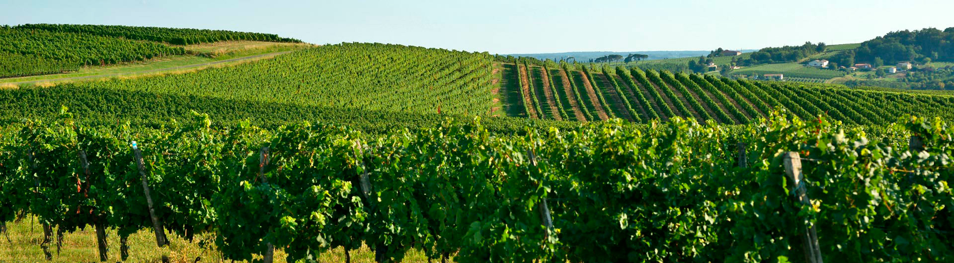 VISITA GUIADA DE BORGOÑA Y SUS VIÑEDOS